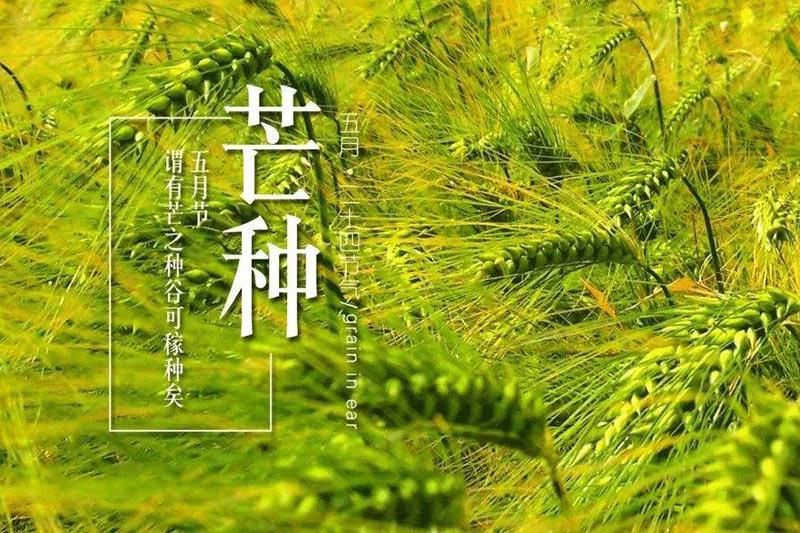 《芒种》古筝简谱(玉面小嫣然)